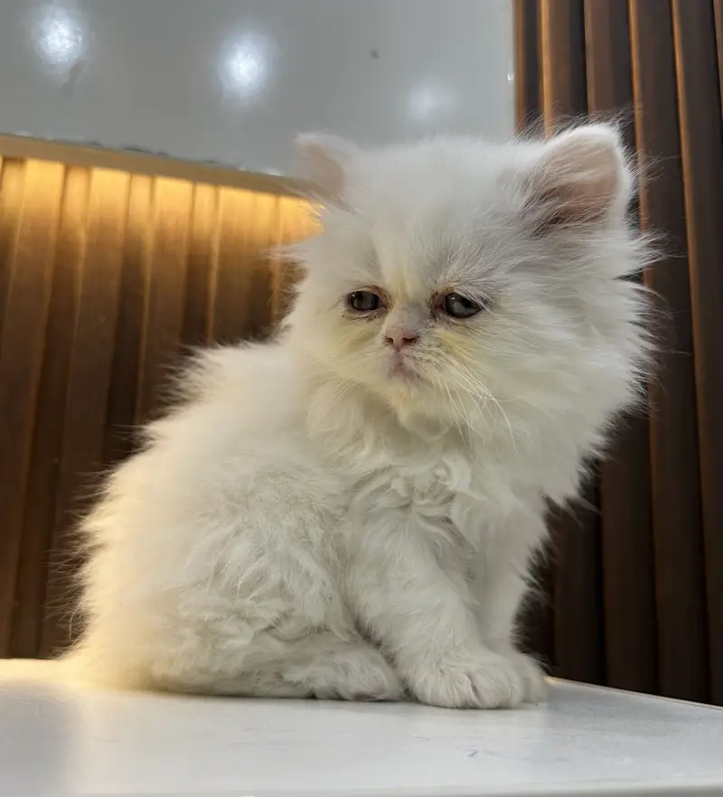 Punch face full long coat extreme Quality kitten