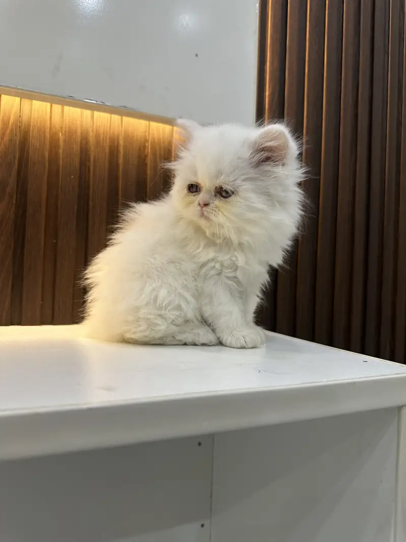 Punch face full long coat extreme Quality kitten