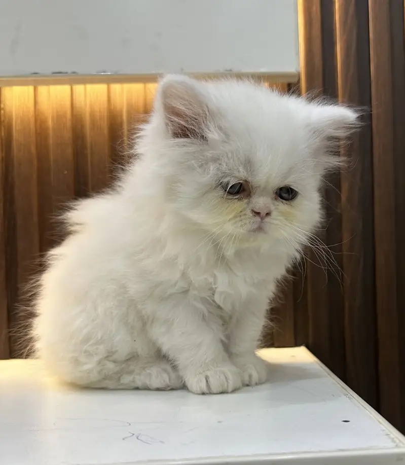 Punch face full long coat extreme Quality kitten