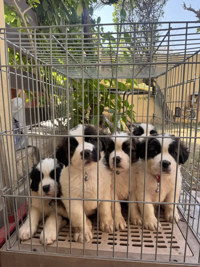 Saint Bernard Puppies| dog puppies | puppies for sale