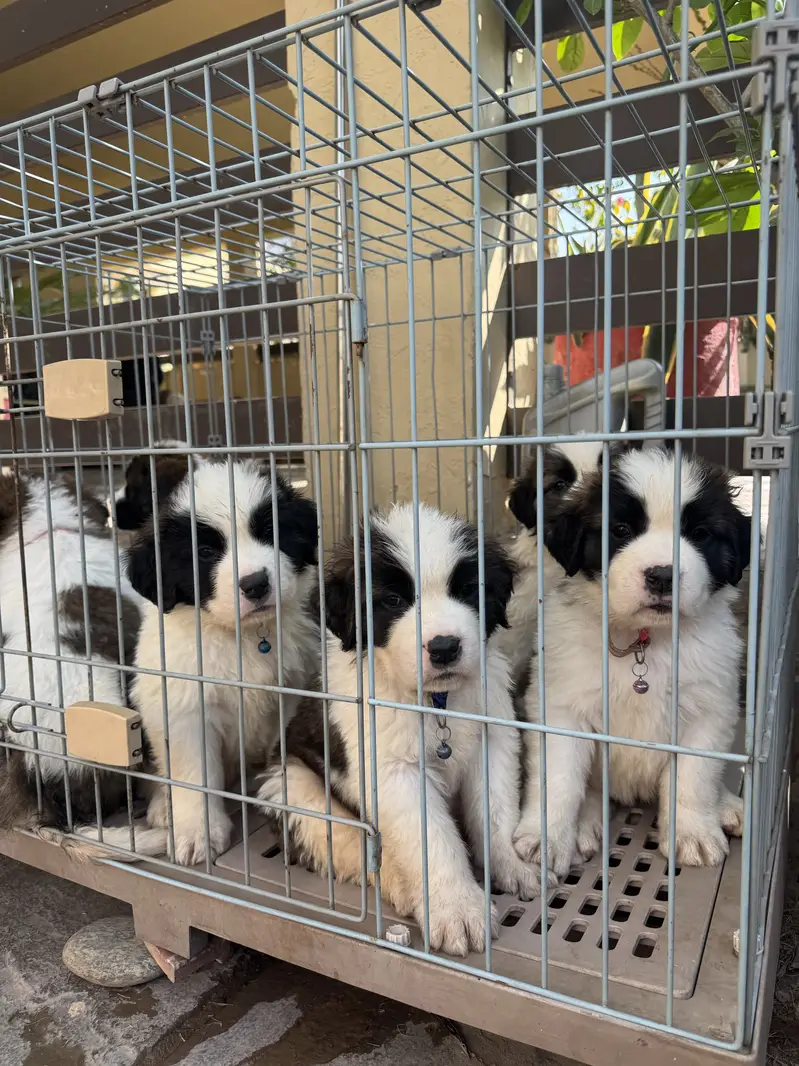 Saint Bernard Puppies| dog puppies | puppies for sale