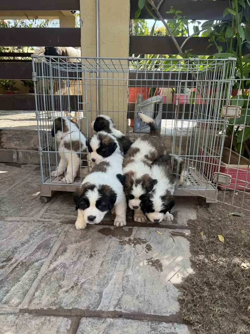 Saint Bernard Puppies| dog puppies | puppies for sale