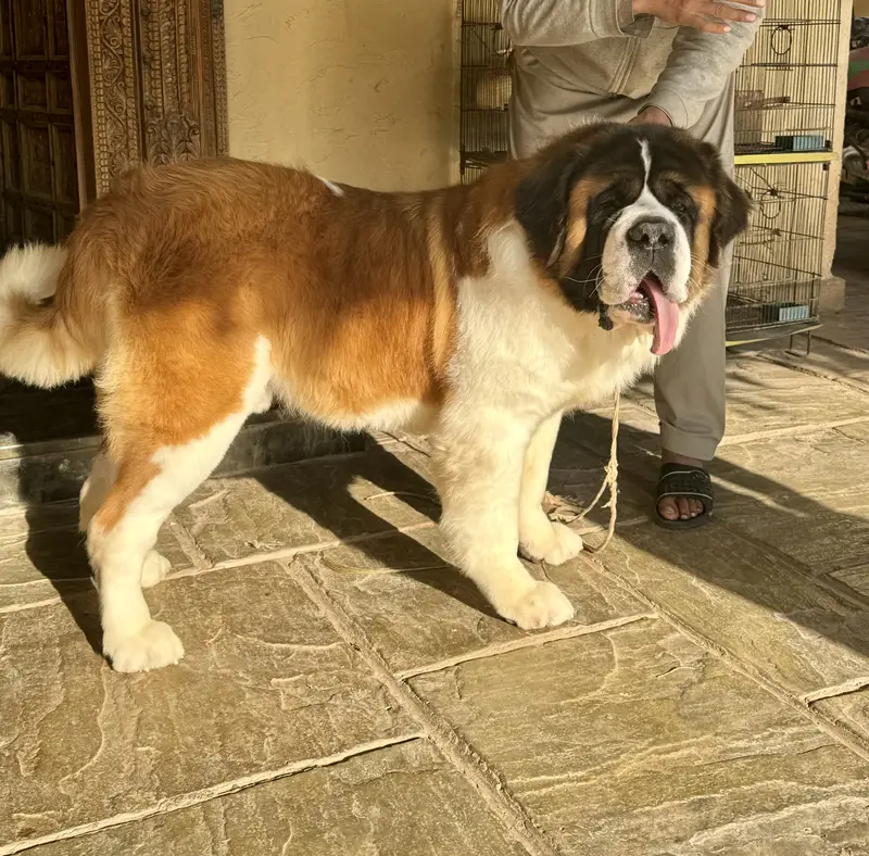 Saint Bernard Puppies| dog puppies | puppies for sale