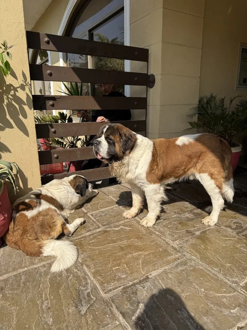 Saint Bernard Puppies| dog puppies | puppies for sale