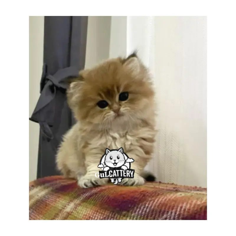 Persian British punch face piki face kitten cat available