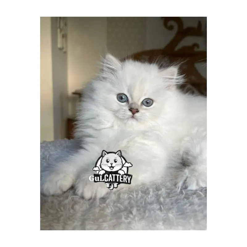 Persian British punch face piki face kitten cat available