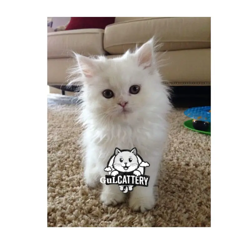 Persian British punch face piki face kitten cat available