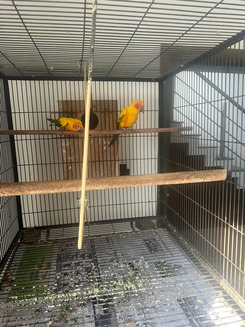 Sunconure |conure |yellow male parrot | breeder pair |