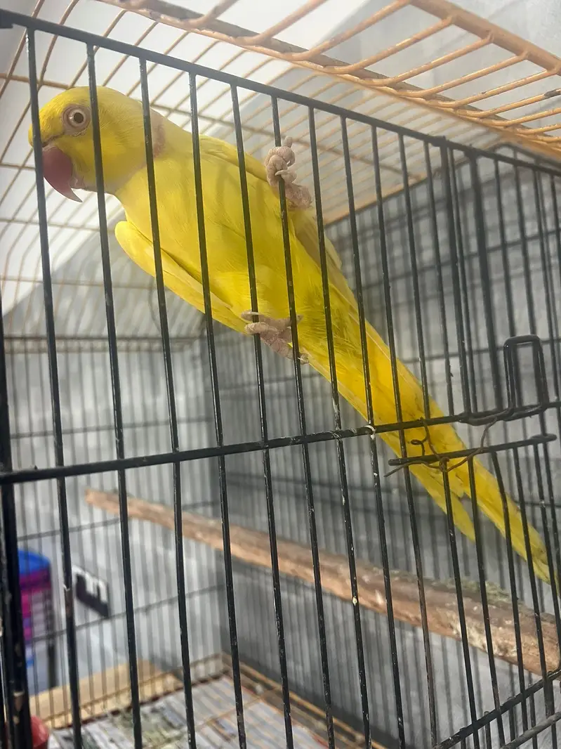 Sunconure |conure |yellow male parrot | breeder pair |