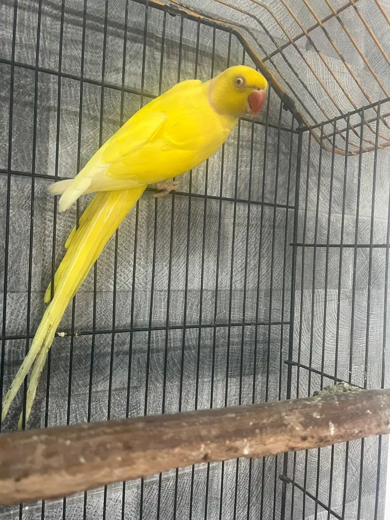 Sunconure |conure |yellow male parrot | breeder pair |