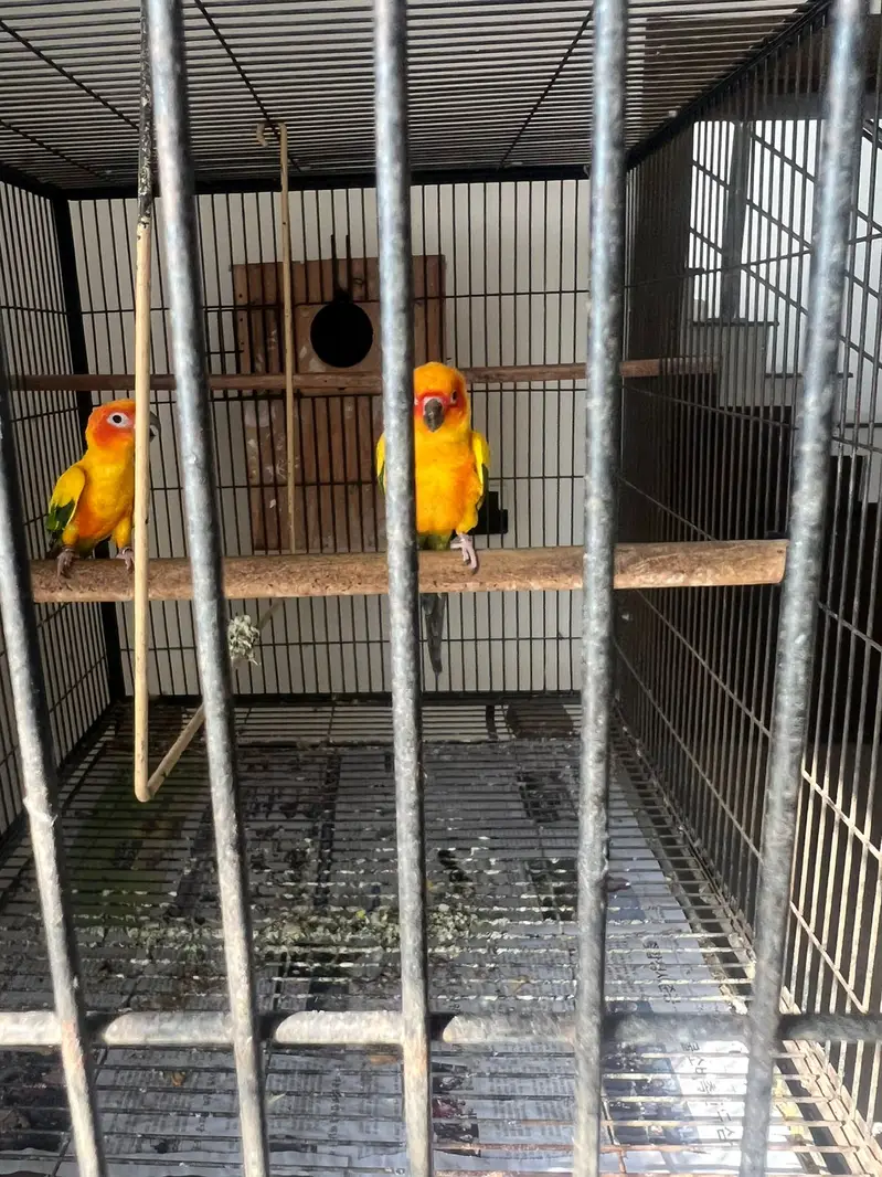 Sunconure |conure |yellow male parrot | breeder pair |