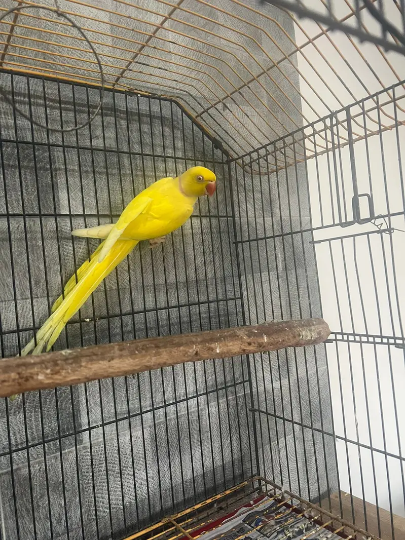 Sunconure |conure |yellow male parrot | breeder pair |
