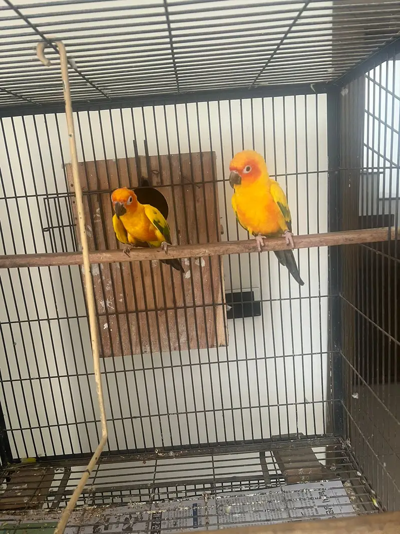 Sunconure |conure |yellow male parrot | breeder pair |