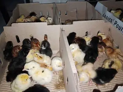 Golden misri | desi chicks | misri Chick | 1 Day to 10 days old Chicks