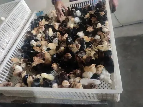 Golden misri | desi chicks | misri Chick | 1 Day to 10 days old Chicks