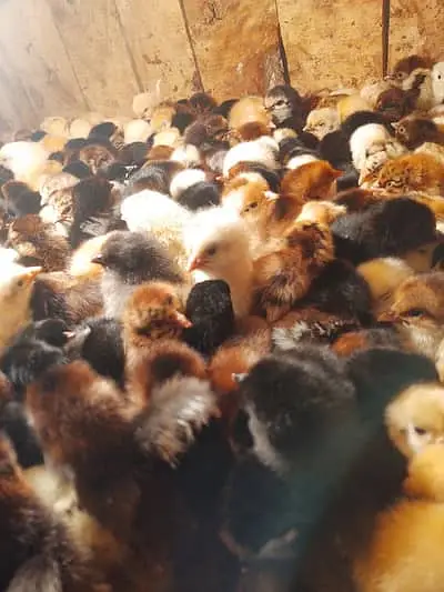 Golden misri | desi chicks | misri Chick | 1 Day to 10 days old Chicks