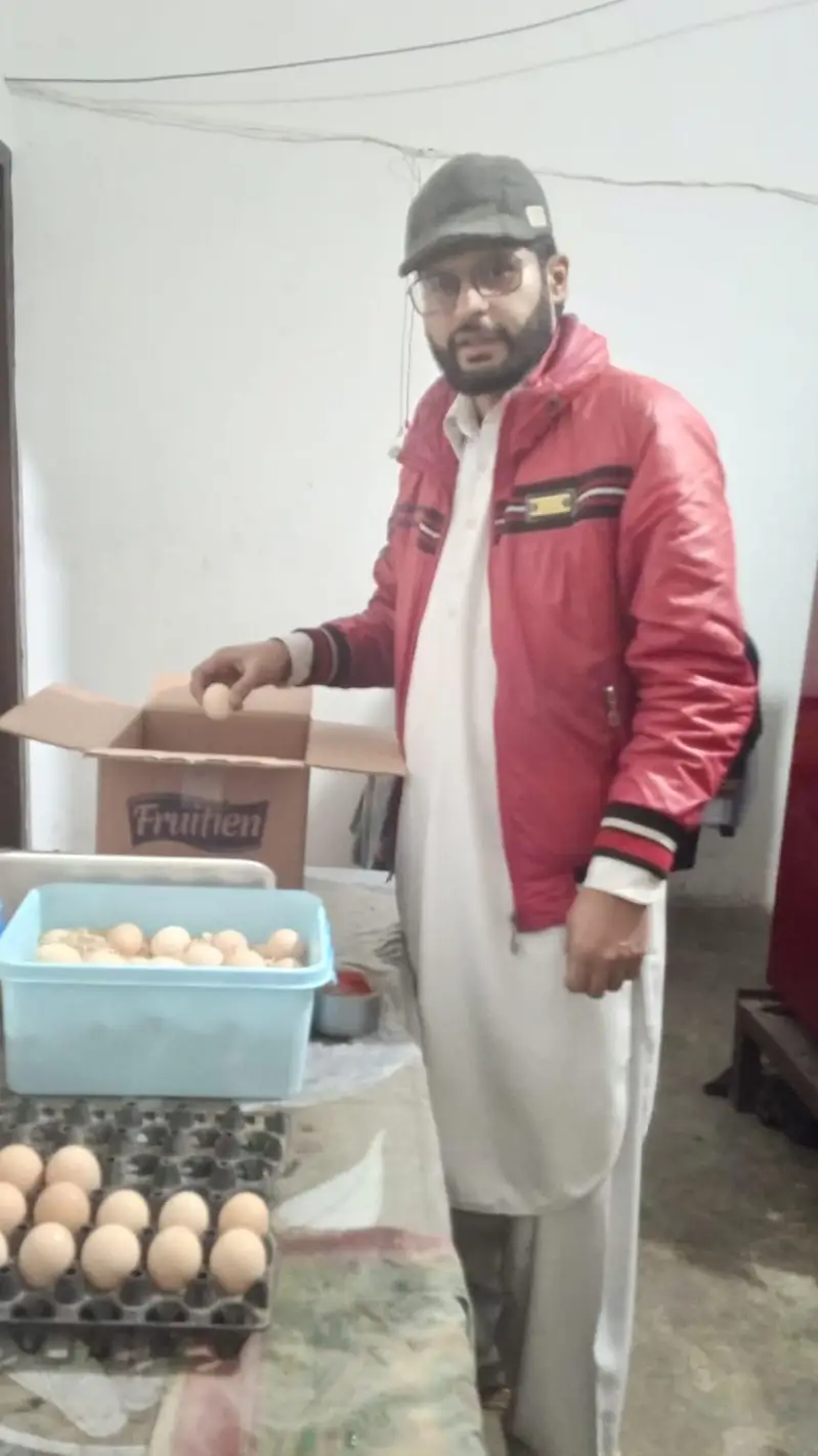 Golden misri | desi chicks | misri Chick | 1 Day to 10 days old Chicks