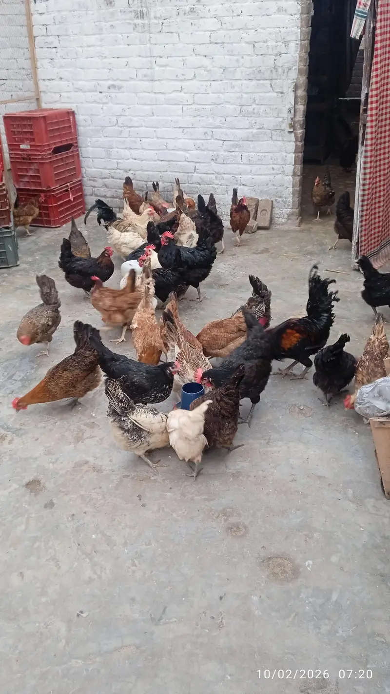 Golden misri | desi chicks | misri Chick | 1 Day to 10 days old Chicks
