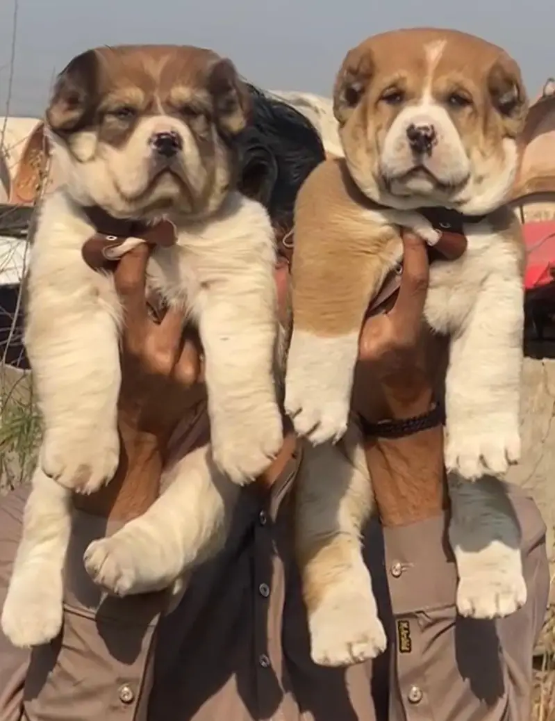 alabai dog | alabai puppies | king alabai | white alabai |puppy