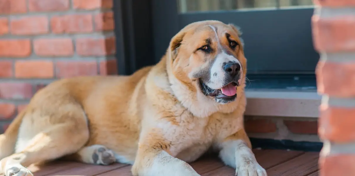 alabai dog | alabai puppies | king alabai | white alabai |puppy