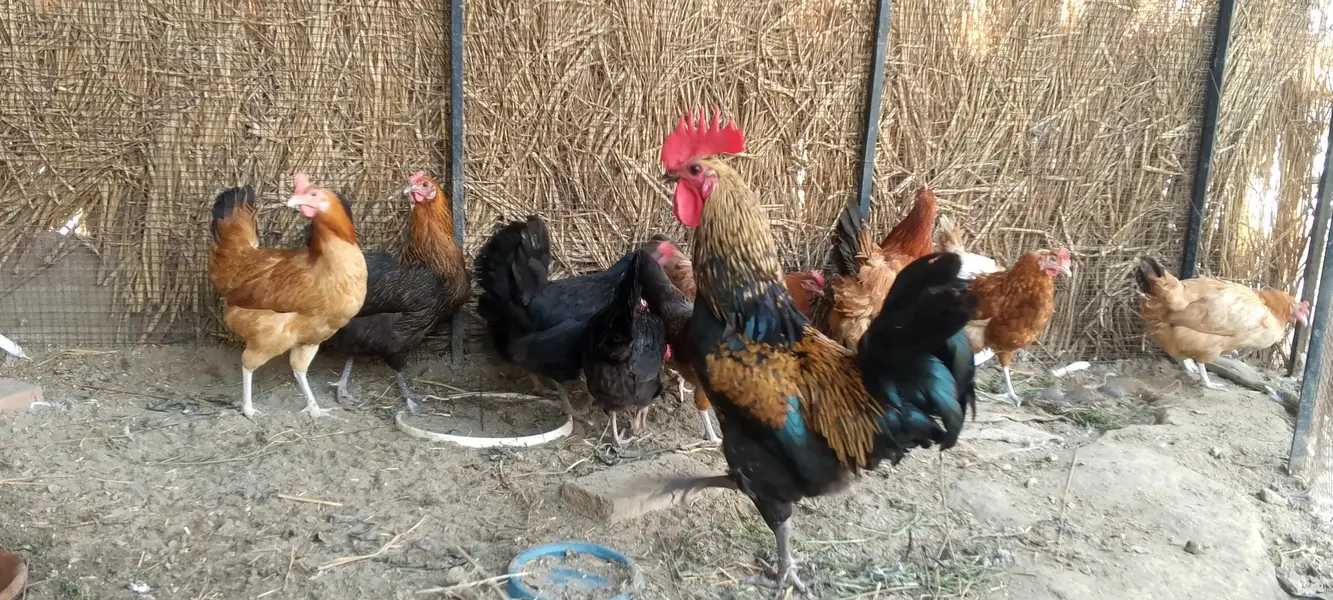 گھر کی پلی ہوئی دیسی مرغی ہے فیڈ کے بغیر اس کو فیڈ نہیں دی گئی