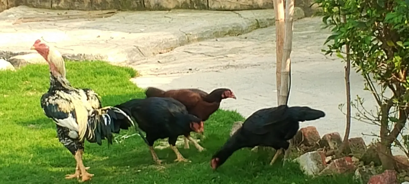 گھر کی پلی ہوئی دیسی مرغی ہے فیڈ کے بغیر اس کو فیڈ نہیں دی گئی