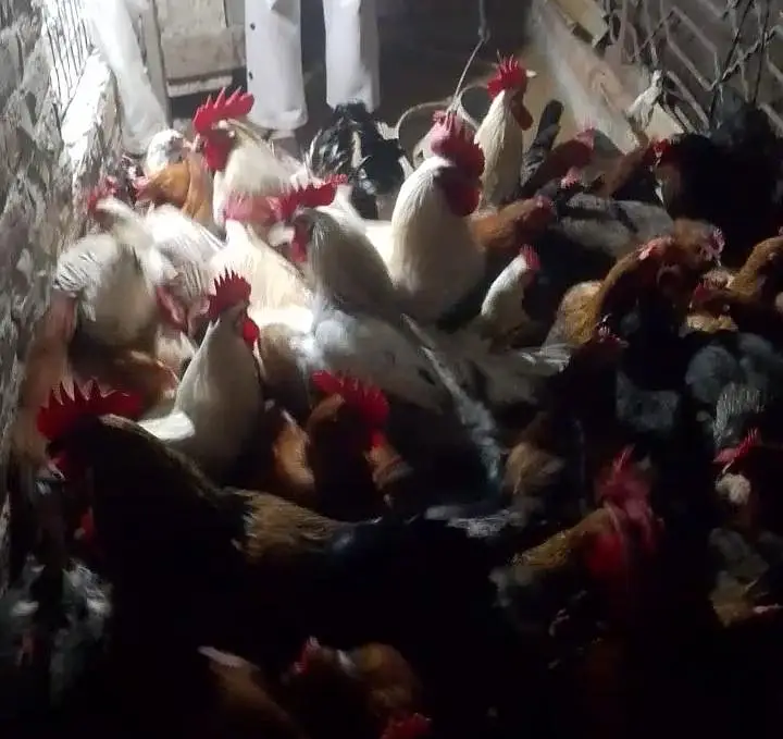 گھر کی پلی ہوئی دیسی مرغی ہے فیڈ کے بغیر اس کو فیڈ نہیں دی گئی