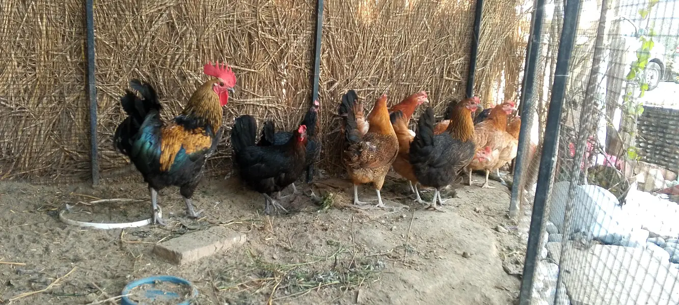 گھر کی پلی ہوئی دیسی مرغی ہے فیڈ کے بغیر اس کو فیڈ نہیں دی گئی