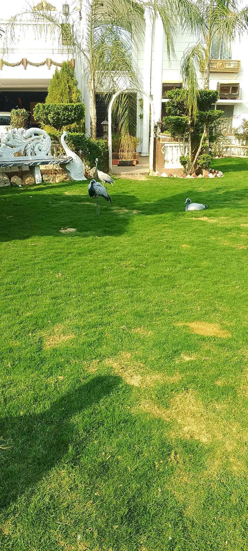 گھر کی پلی ہوئی دیسی مرغی ہے فیڈ کے بغیر اس کو فیڈ نہیں دی گئی