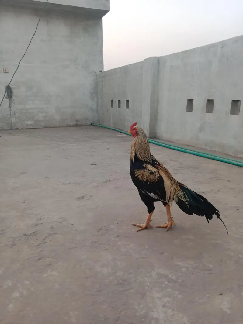 jawa aseel murga for sale