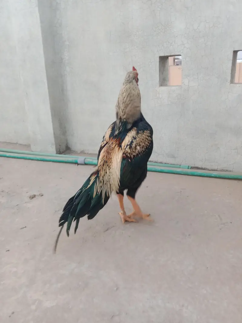 jawa aseel murga for sale