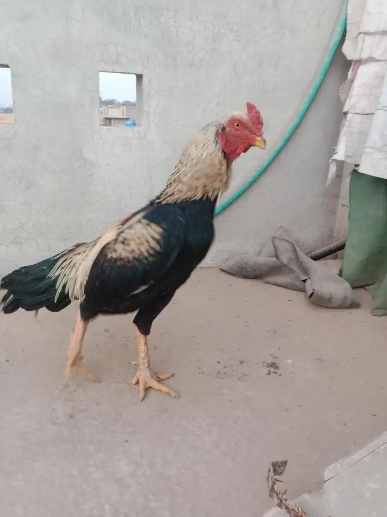 jawa aseel murga for sale