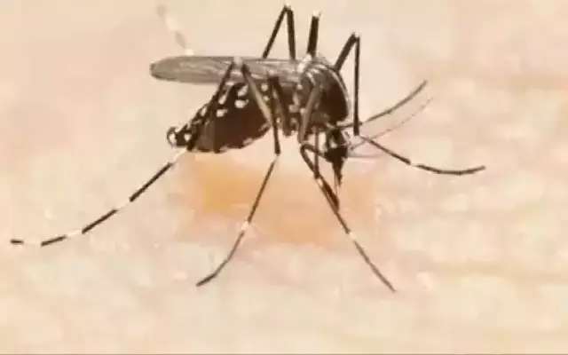 Bbmp Intensifies Mosquito Control Measures Amid Rainy Season