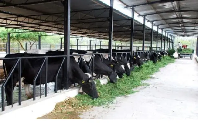 Bengaluru's Dairy Sector Braces For White Flood Amid Heavy Pre Monsoon Rain