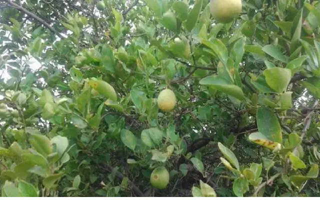 Declining Lemon Production Challenges Vijayapura Farmers