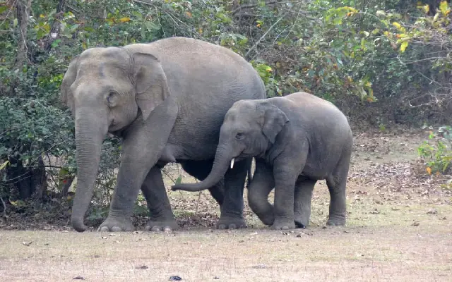 Elephant Census To Address Human Elephant Conflict In Southern India