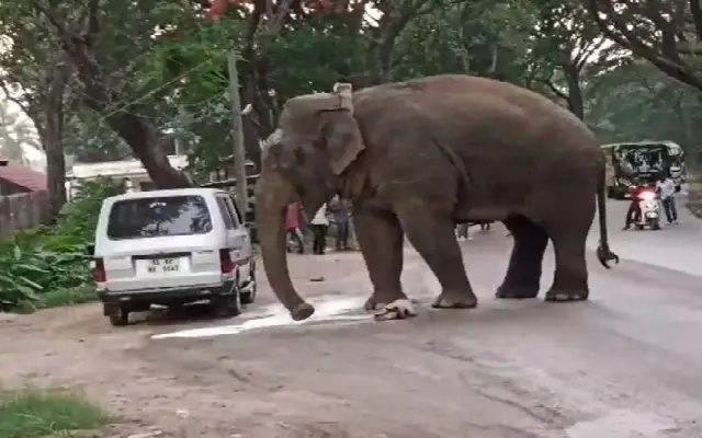 Forest Department Proposes Additional Elephant Underpasses On Mangaluru Bengaluru Highway