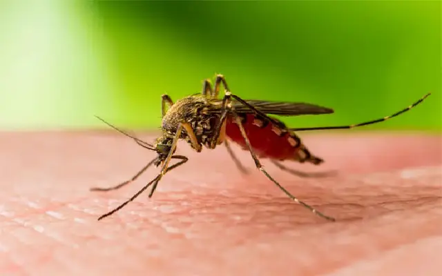 Health Department Of Dakshina Kannada District On High Alert For West Nile Fever