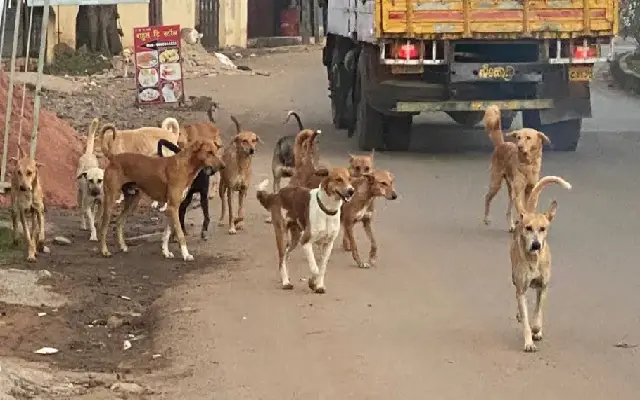 Surge In Stray Dog Attacks Belagavi District Faces Crisis