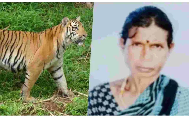 Woman Suspected To Have Been Mauled To Death By Tiger In Hd Kote Taluk