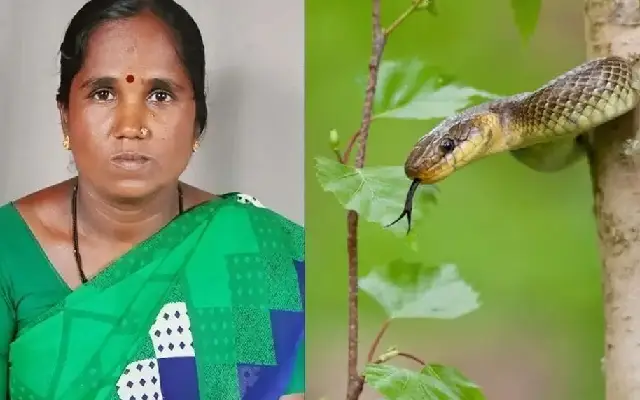 Woman Dies Due To Snake Bite
