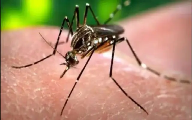 Dengue Alert In Mangaluru As Cases Surge