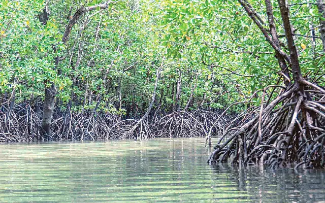 Environmentalist Leads Massive Mangrove Plantation Drive In Mangaluru And Udupi