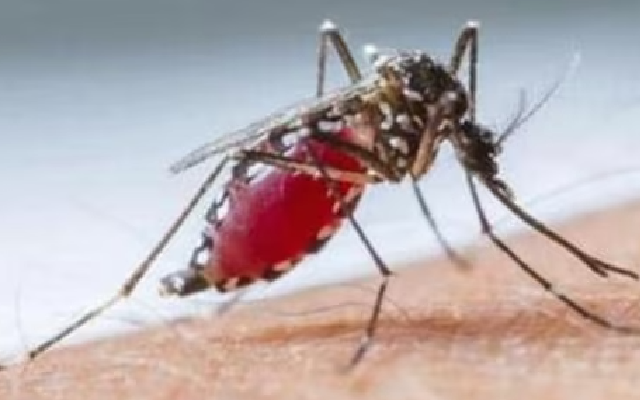 First Dengue Death