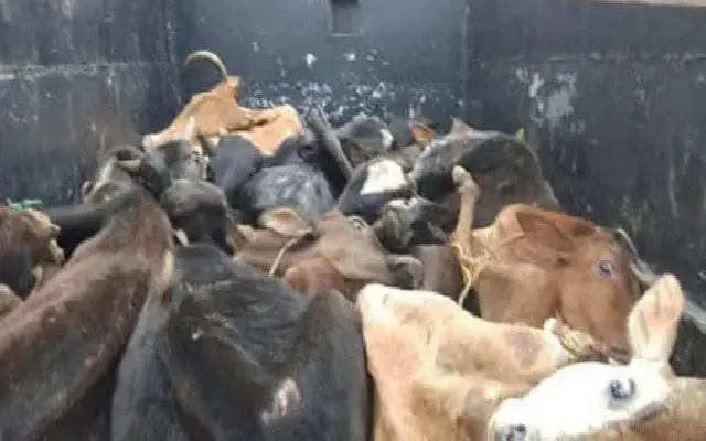 Illegal Cattle Transport Foiled By Byndoor Police