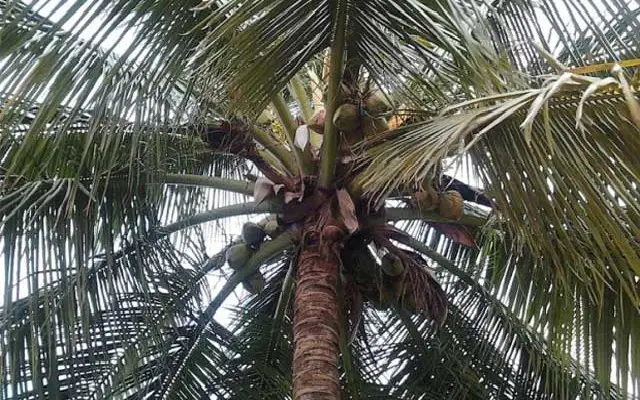 Labourer Dies After Fall While Plucking Coconuts In Belthangady Taluk