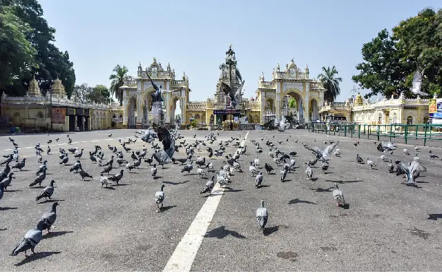 Mysuru Palace Heritage Concerns Pigeon Feeding Issue Addressed