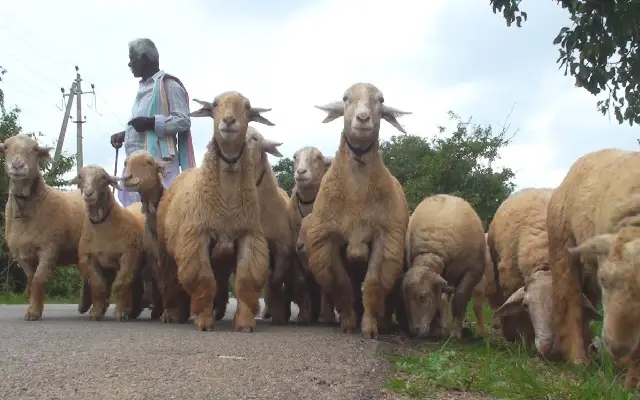 Preserving The Unique Heritage The Bandur Sheep Of Malavalli Taluk