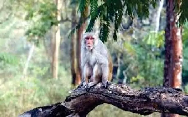 Rare Rhesus Monkey Spotted In Mysuru For The First Time