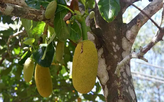 Senior Citizen Dies After Accidental Jackfruit Fall In Mangaluru